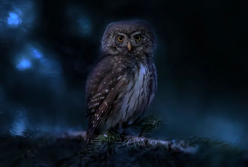 Feathers in the Dark: The Surprising Depth of Owl Characters Across Anime